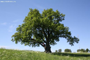1 марта стартовал фотоконкурс «Деревья – памятники живой природы»!